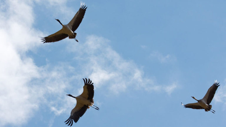 Black-Necked cranes in Bhutan