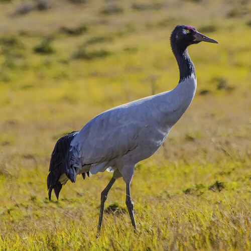 Black-necked crane in Phobjikha, Bhutan