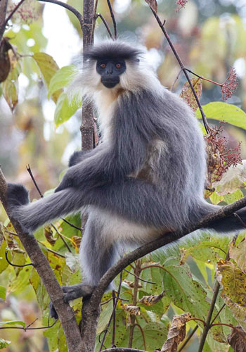 Golden Langur