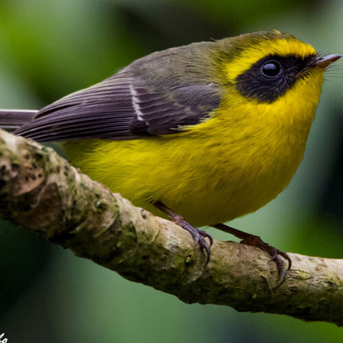 Yellow bellied faintail bird