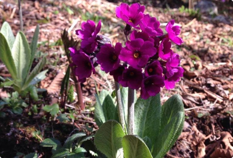 Spring flower in Bhutan