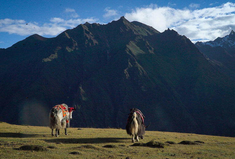 Yaks in Laya