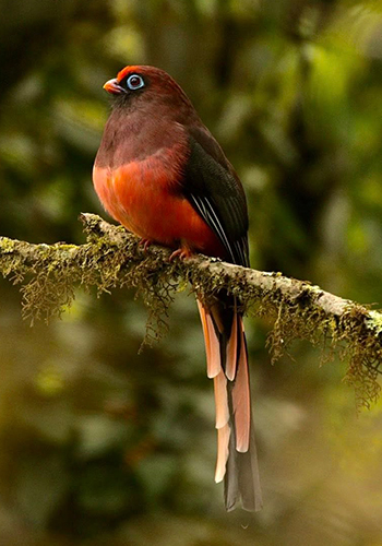 Birding in Bhutan